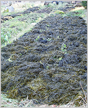 Seaweed Liquid Fertilizer India